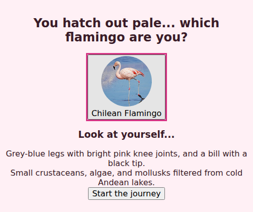 Flamingo Journey species-selection screen, showing a Chilean Flamingo card